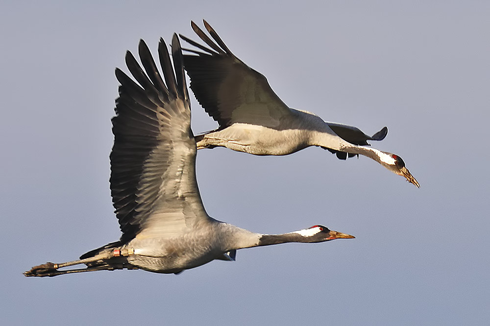 common cranes